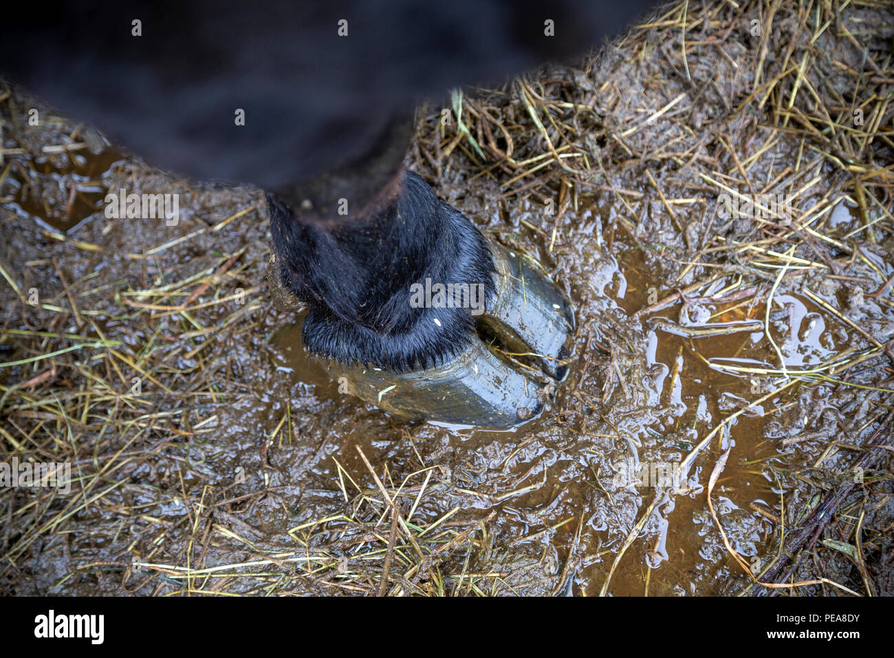 Zoccolo del bestiame Dexters,Dexter ,bovini bovini europei razza,una mucca zoccolo è selvaggi, o diviso in due parti approssimativamente uguali, di solito chiamato artigli Foto Stock