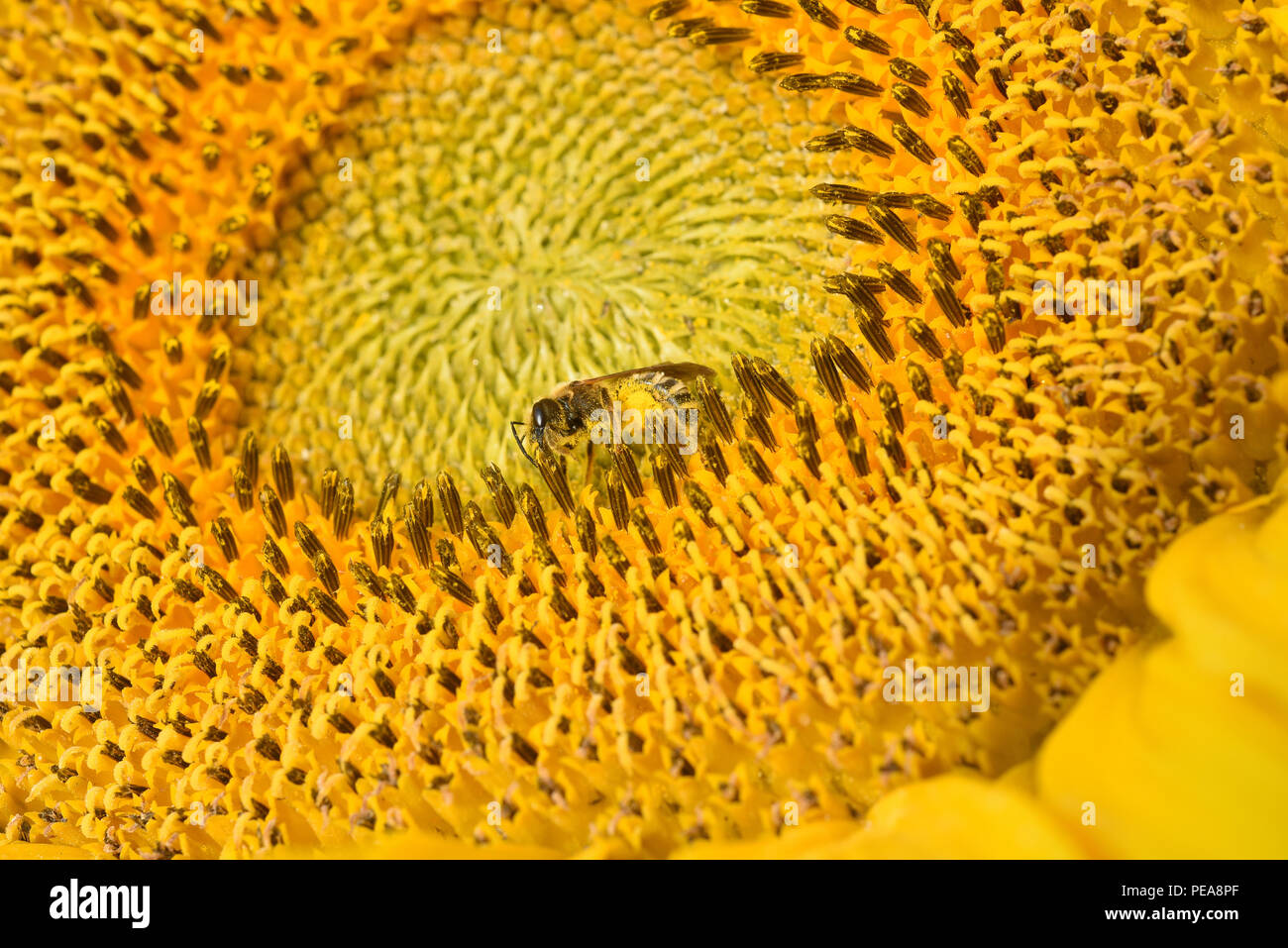 Sonnenblume,, Helianthus annuus, Hummel, Biene Foto Stock