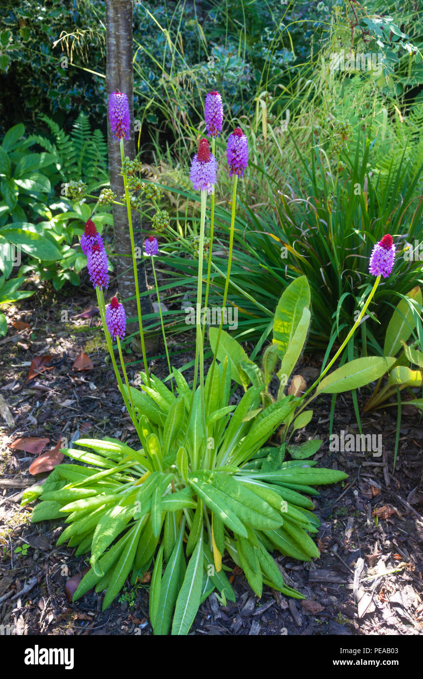 Primrose Vialii o Orchid Primrose Fife Scozia. Foto Stock