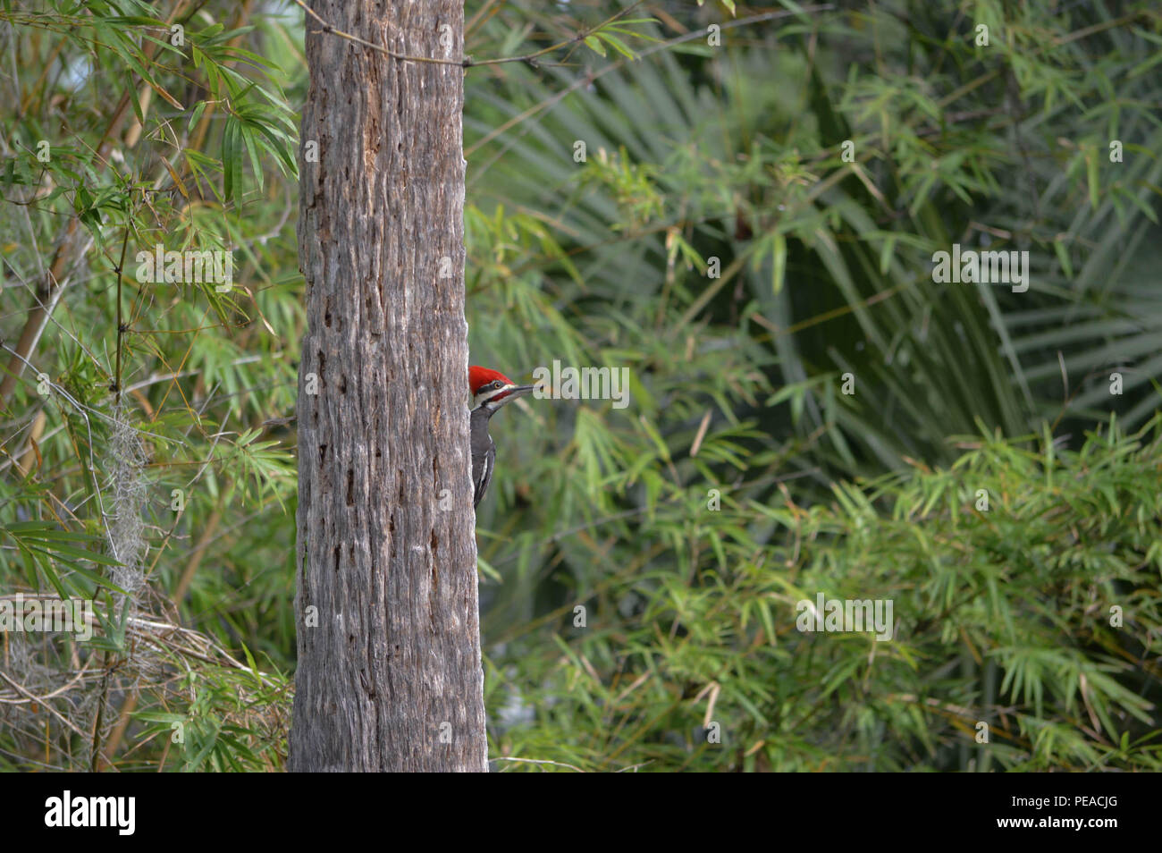 Birding Birdwatching aviaria uccello maschio Dryocopus pileatus Picchio Pileated Alert guardando Tree appollaiato profilo laterale vista sorprendente rosso fiammante Crest Foto Stock