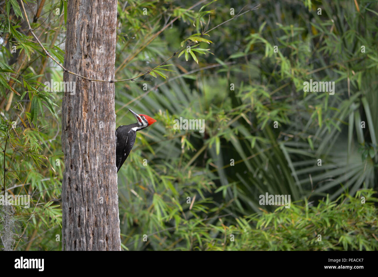 Pileated Picchio Rosso uccello con testa Flaming Crest Profile fotografia a colori diurne Florida all'aperto è il più grande picchio comune in America del Nord Foto Stock