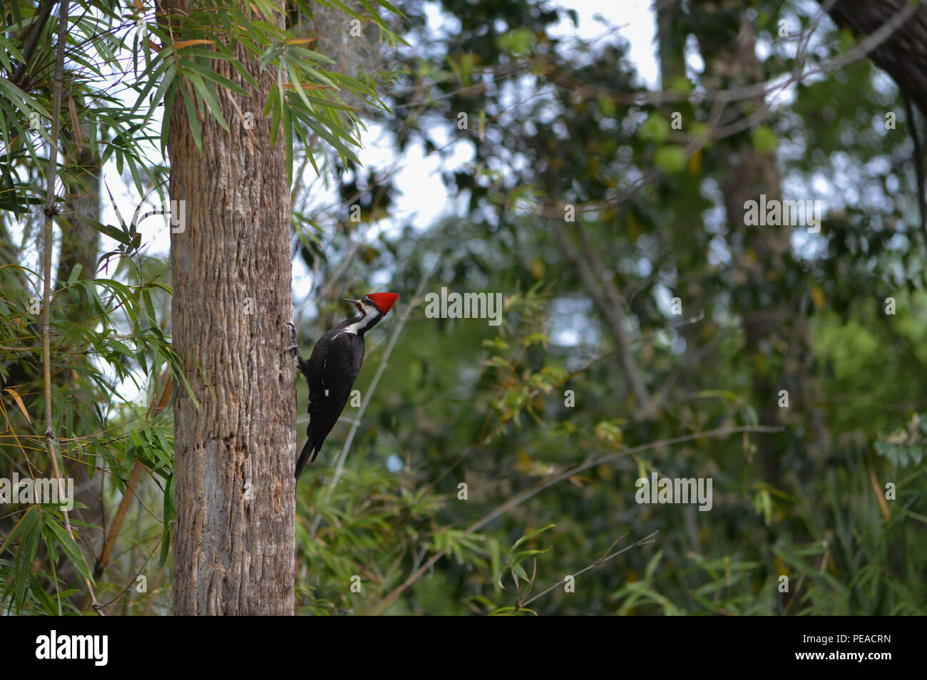 Maschio Picchio Pileated Dryocopus pileatus più grande picchio comune in Nord America Flaming Crest Natura Ambiente all'aperto Florida Wildlife Foto Stock