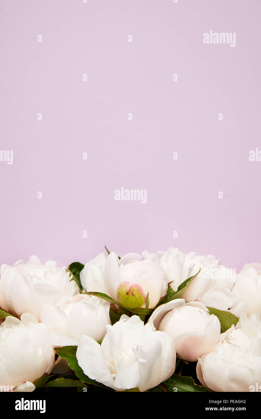 Vista ravvicinata della bella gara peonia in fiore fiori isolati su sfondo viola Foto Stock