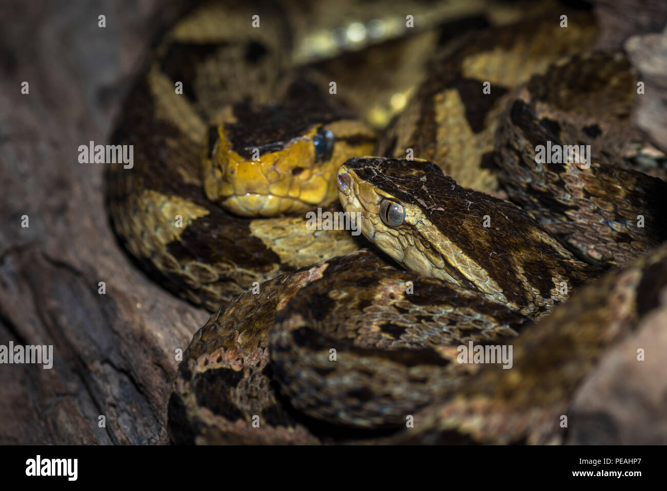 2 Bothrops asper o anche chiamato fer de lance serpenti immagine presa in Panama Foto Stock