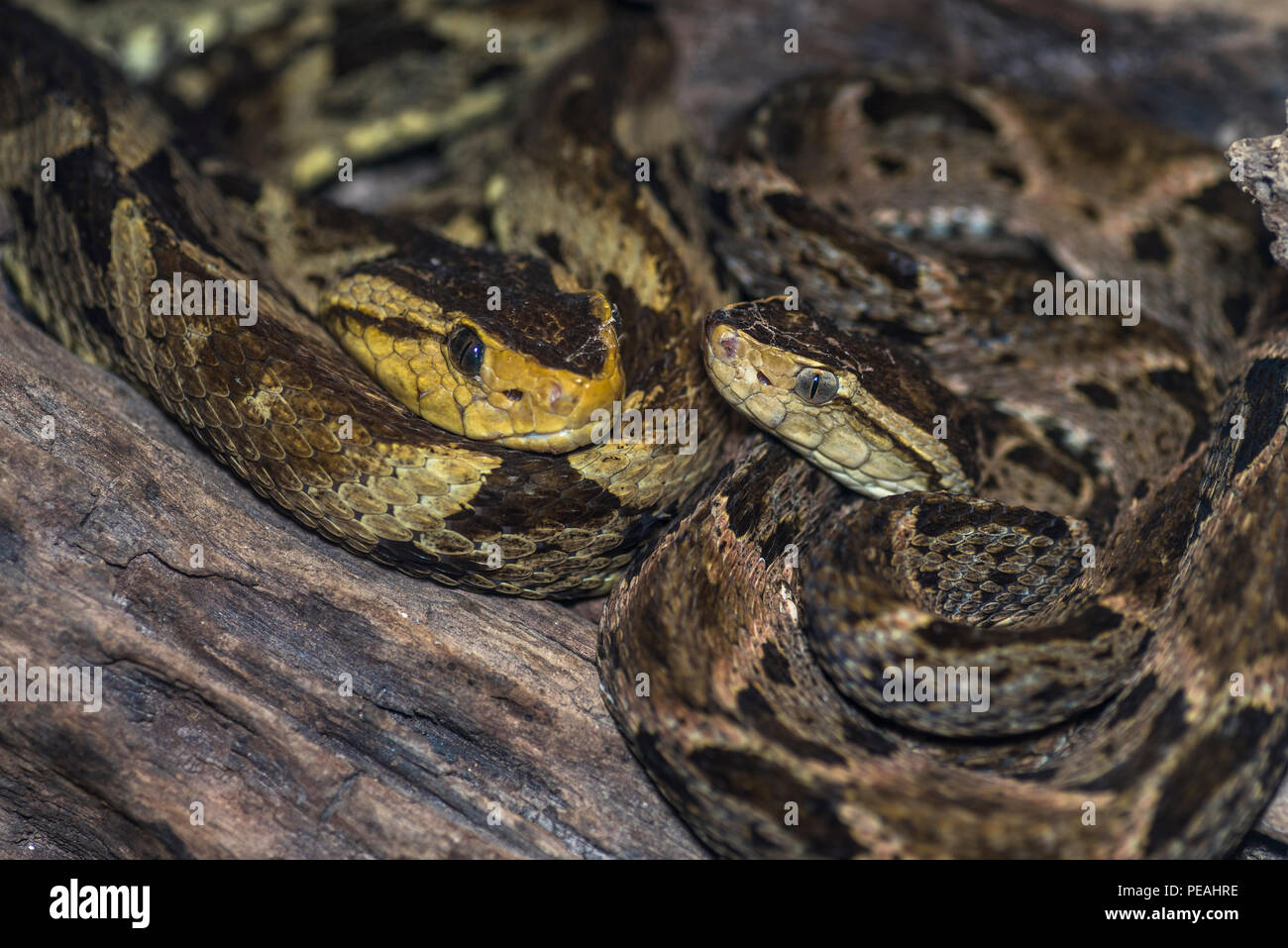 2 Bothrops asper o anche chiamato fer de lance serpenti immagine presa in Panama Foto Stock