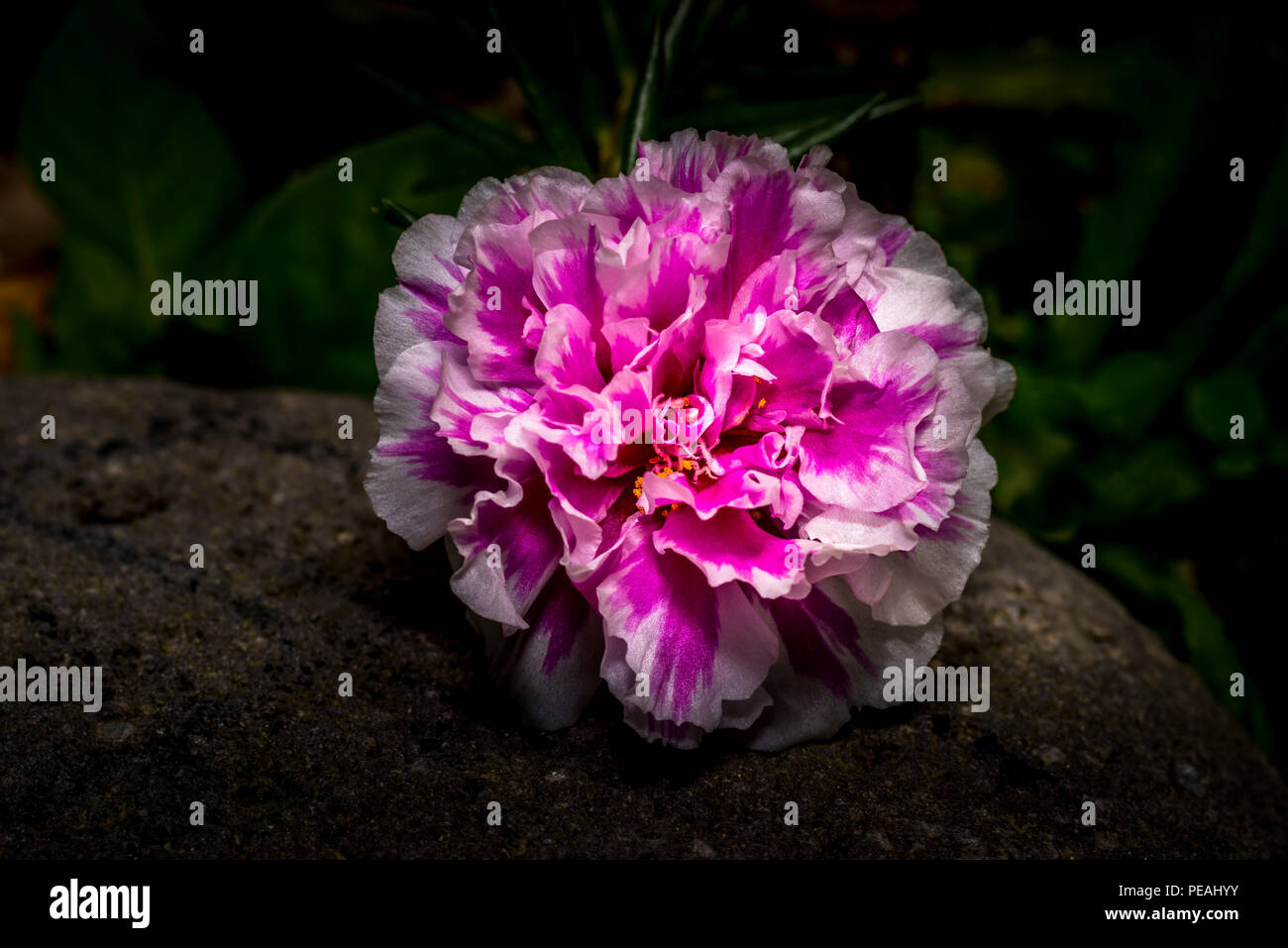 Rosa e Bianco di chiodi di garofano fiore nelke davanti a uno sfondo scuro Foto Stock