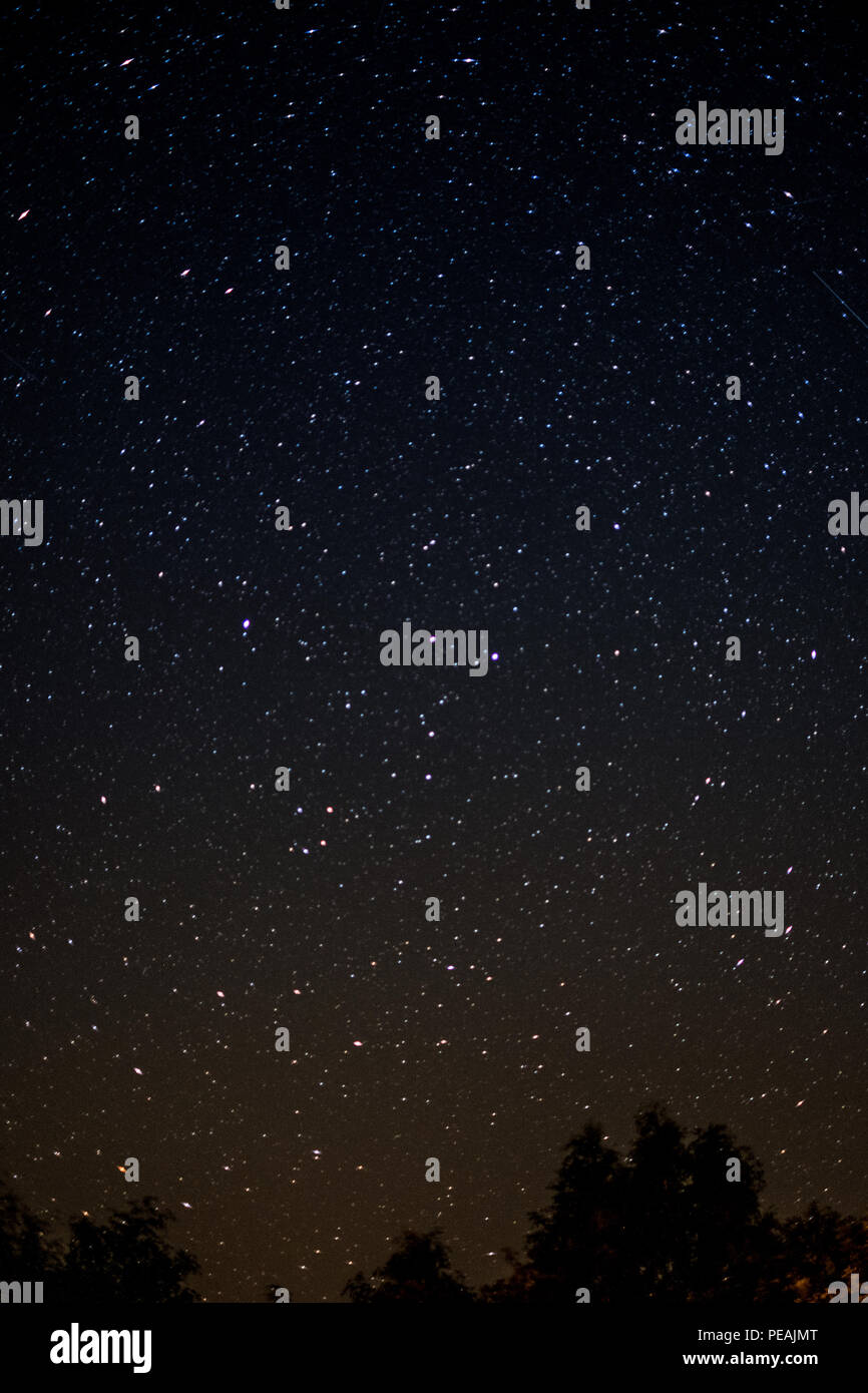 Cielo stellato di notte - alberi e stelle - Foto Stock