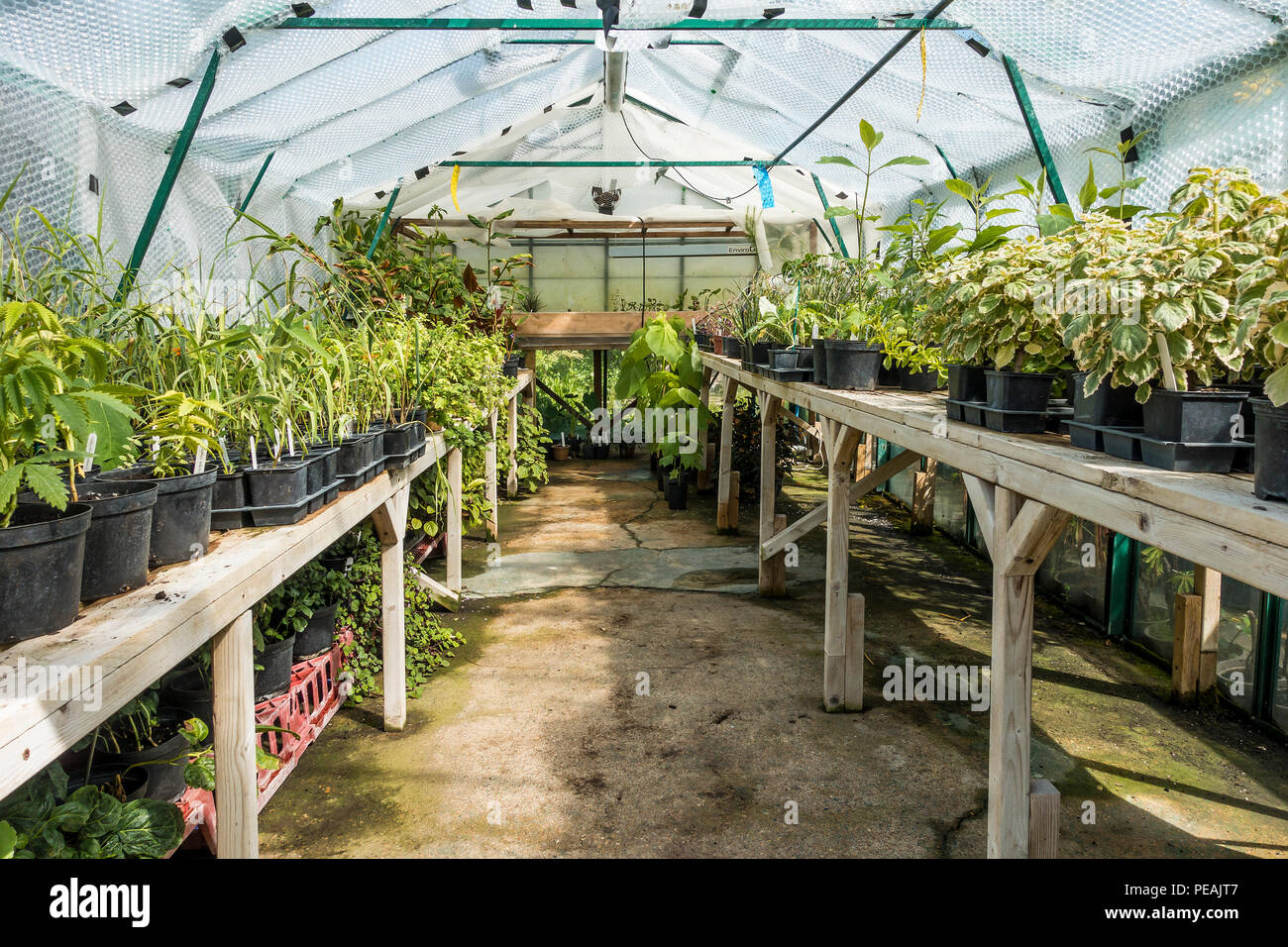 Piccolo, Commerciali, serra, Foto Stock