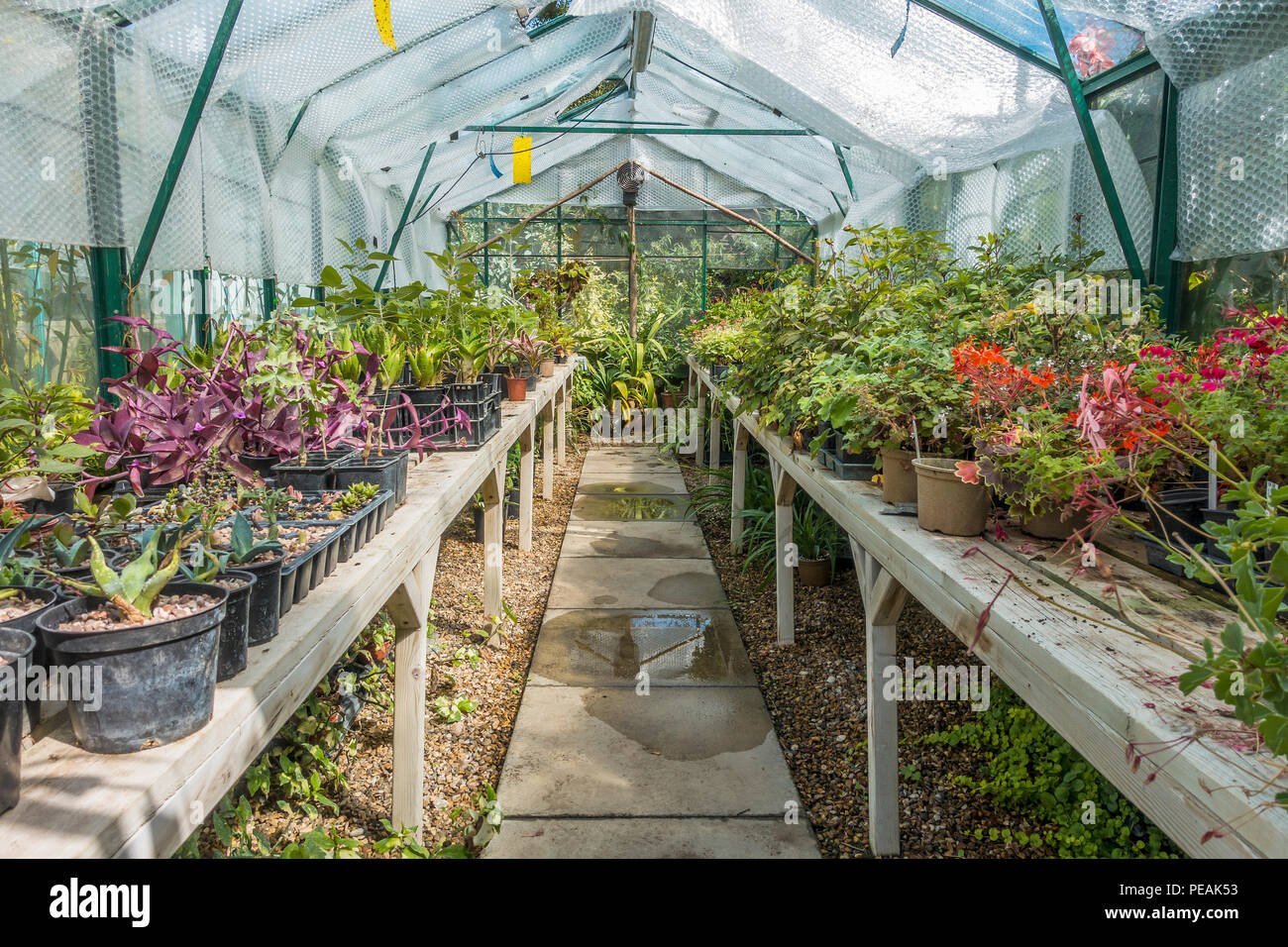 Piccolo, Commerciali, serra, Foto Stock