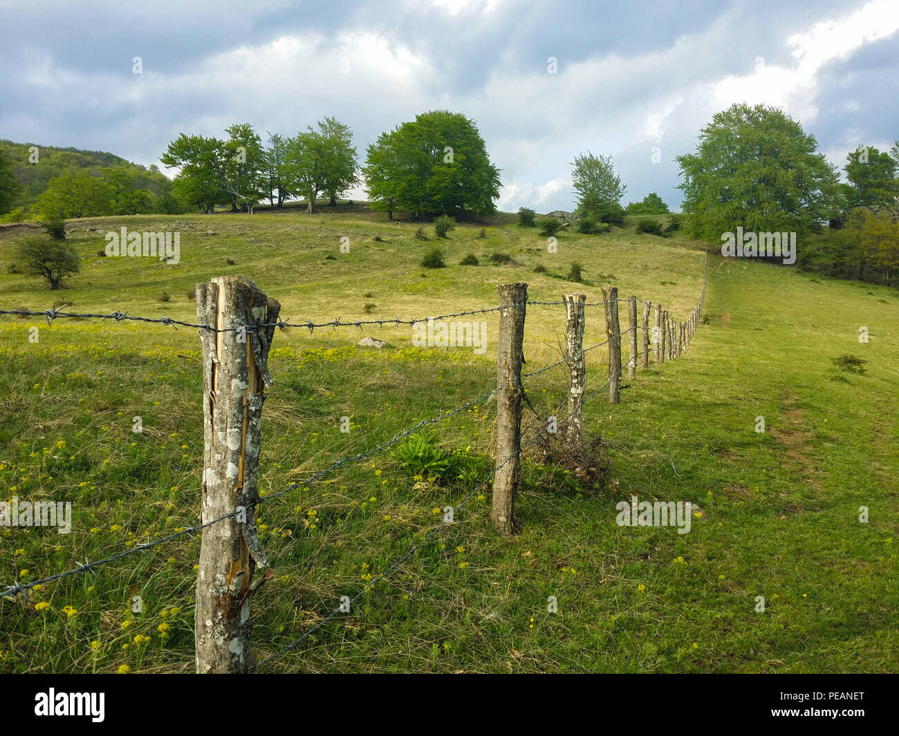 Fresco e verde campo di erba, separati da una recinzione barbwire con pali di legno, un po' più verde su un lato, con pochi alberi e nuvole di Nizza in backgr Foto Stock