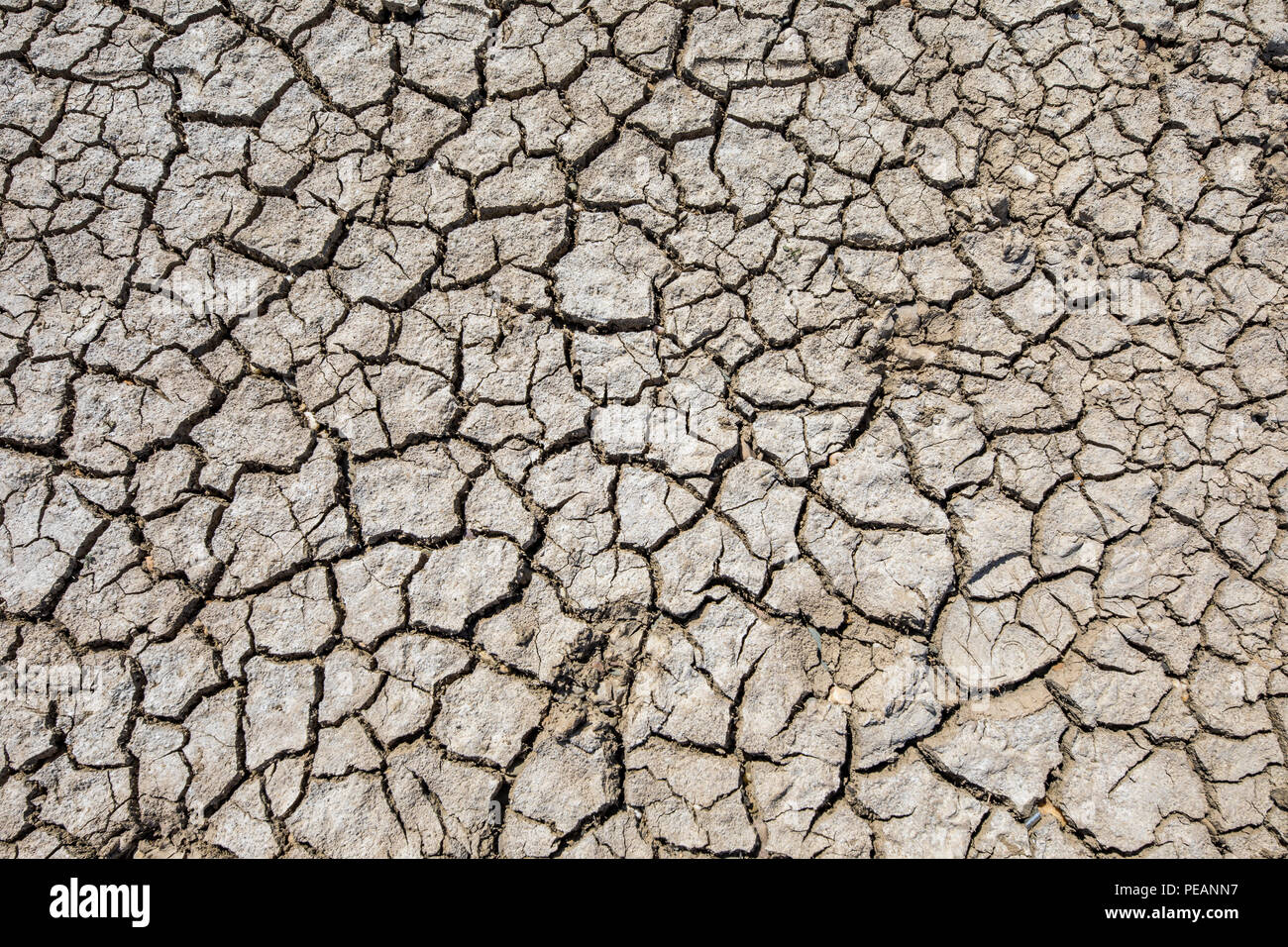 Il fiume Reno vicino a Dusseldorf, estrema bassa marea, livello del Reno a 84 cm, dopo la lunga siccità cade la riva sinistra del fiume Reno, a secco a Dusseldorf Ob Foto Stock
