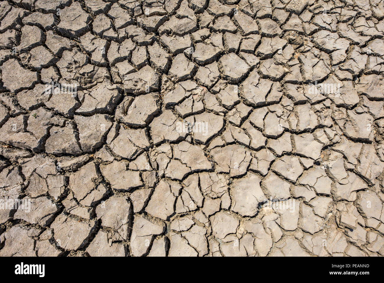 Il fiume Reno vicino a Dusseldorf, estrema bassa marea, livello del Reno a 84 cm, dopo la lunga siccità cade la riva sinistra del fiume Reno, a secco a Dusseldorf Ob Foto Stock