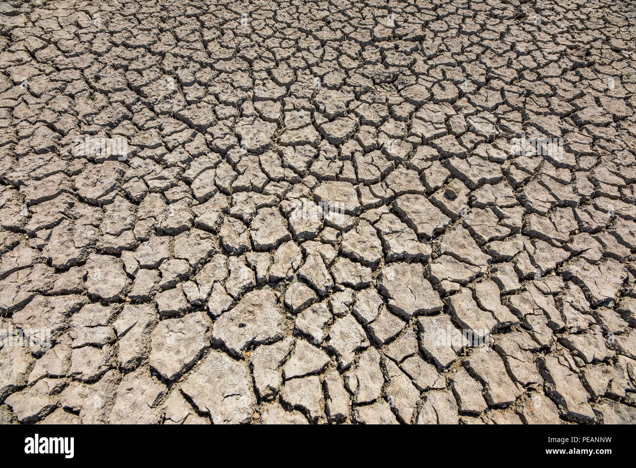 Il fiume Reno vicino a Dusseldorf, estrema bassa marea, livello del Reno a 84 cm, dopo la lunga siccità cade la riva sinistra del fiume Reno, a secco a Dusseldorf Ob Foto Stock