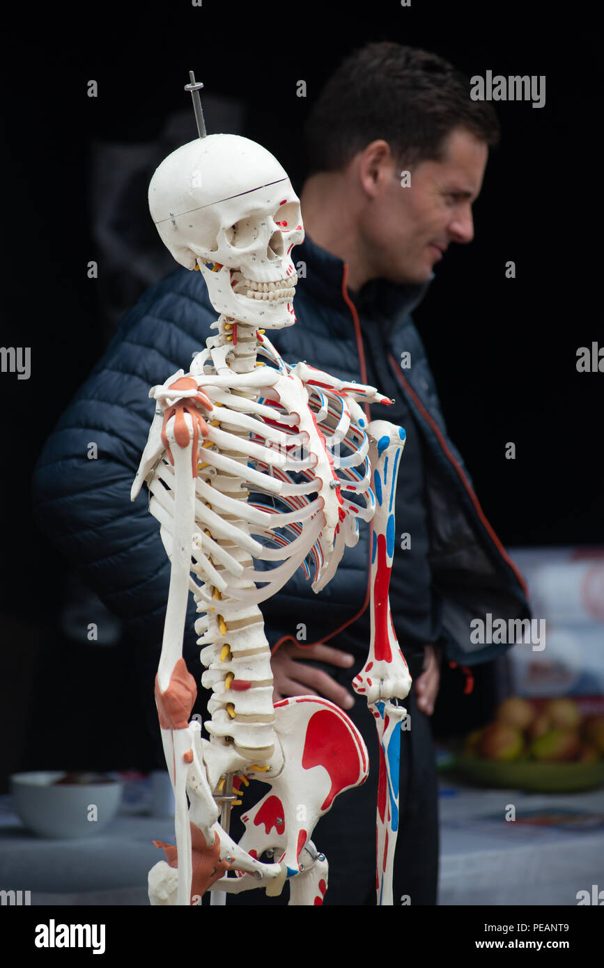 Modello di plastica di uno scheletro umano utilizzato per promuovere una terapia medica per il servizio in un paese mostrano, Hampshire, Regno Unito Foto Stock