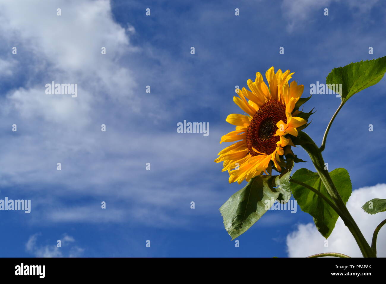 Una immagine colorata di un girasole con petali gialli e verdi foglie, in bloom britannica in estate, con un cielo blu e la luce cloud. Foto Stock