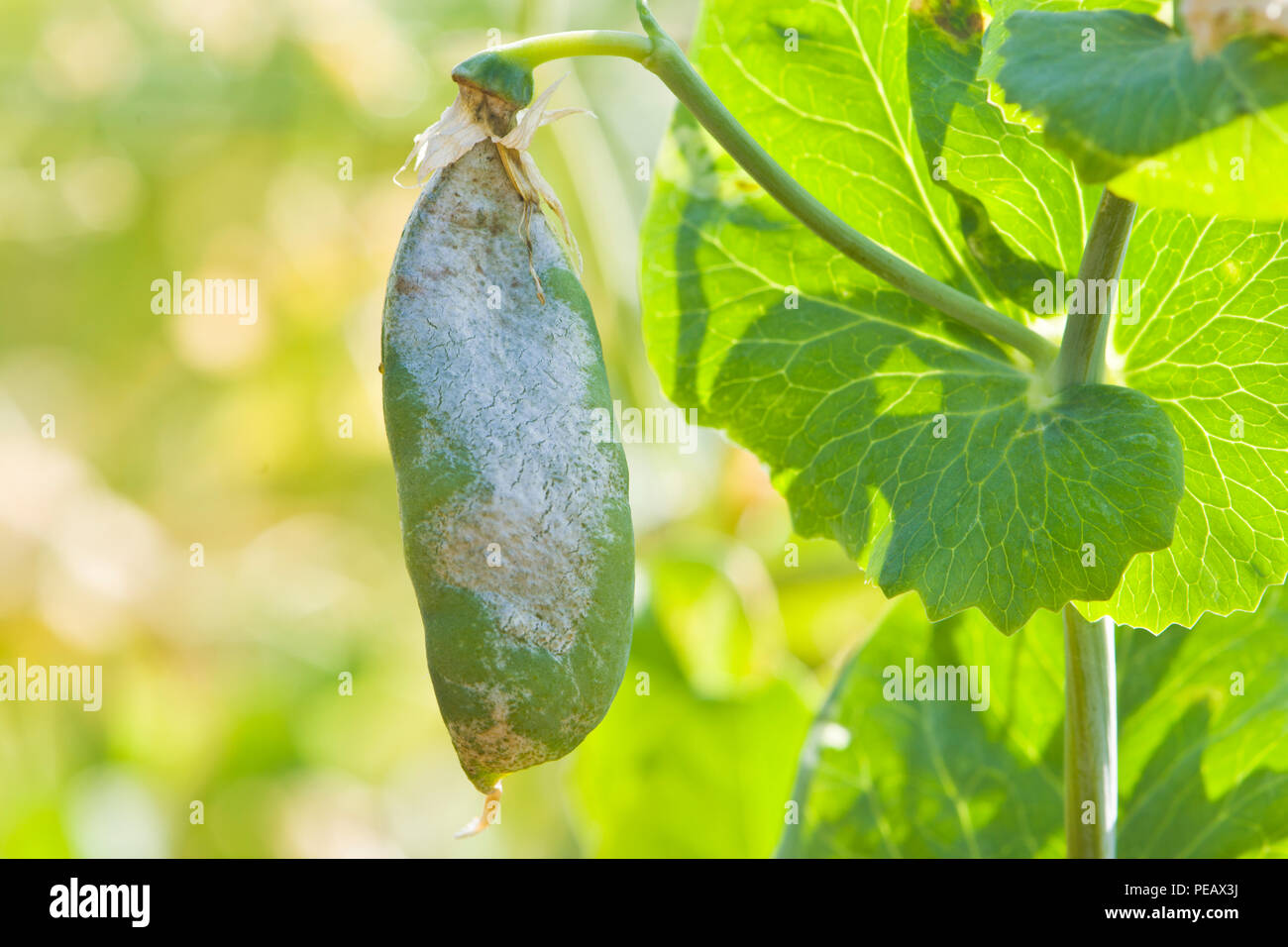 Cerotto argentato su un pod pisello, in anticipo, causato da piselli. Foto Stock
