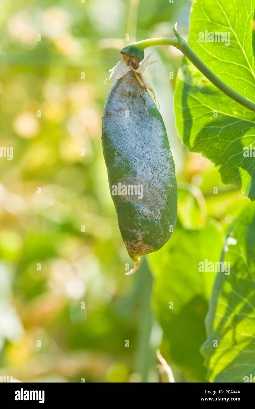 Cerotto argentato su un pod pisello, in anticipo, causato da piselli. Foto Stock