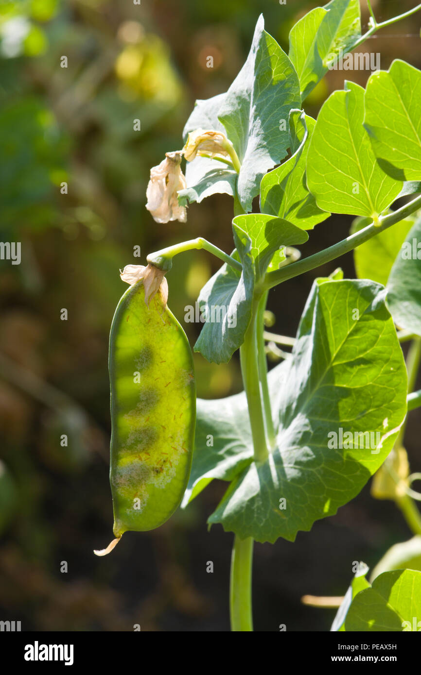 Piselli da giardino, da poco in poi, visibili attraverso la cialda di piselli. Foto Stock