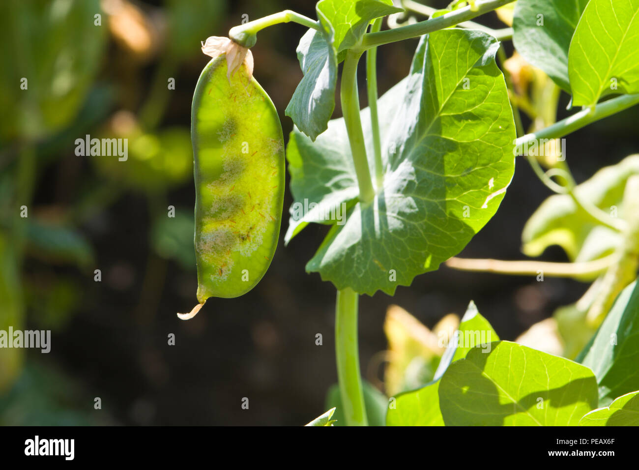 Piselli da giardino, da poco in poi, visibili attraverso la cialda di piselli. Foto Stock