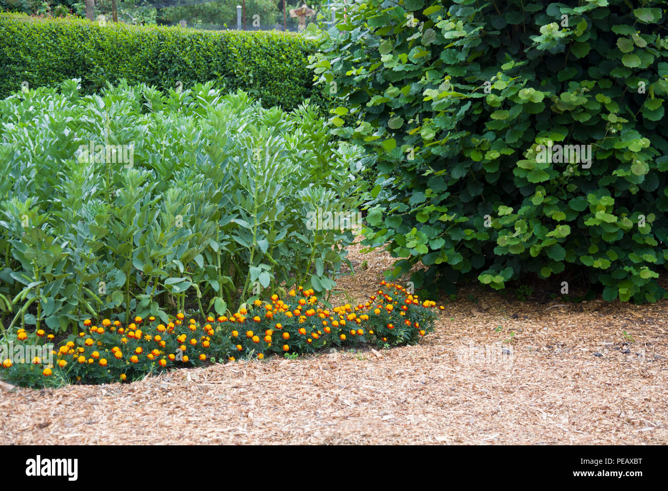 Le fave crescono su un riparto plot lungo con le calendule come un compagno di impianto, attirare insetti utili. Foto Stock