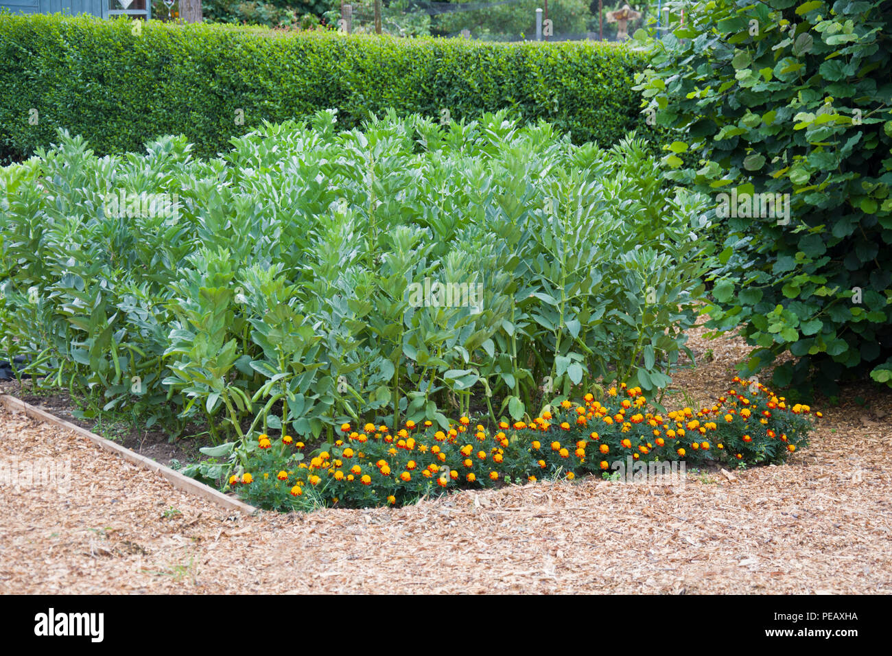 Le fave crescono su un riparto plot lungo con le calendule come un compagno di impianto, attirare insetti utili. Foto Stock