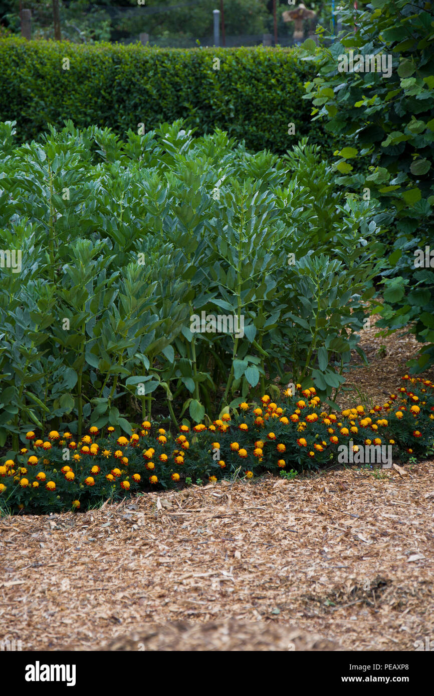 Le fave crescono su un riparto plot lungo con le calendule come un compagno di impianto, attirare insetti utili. Foto Stock