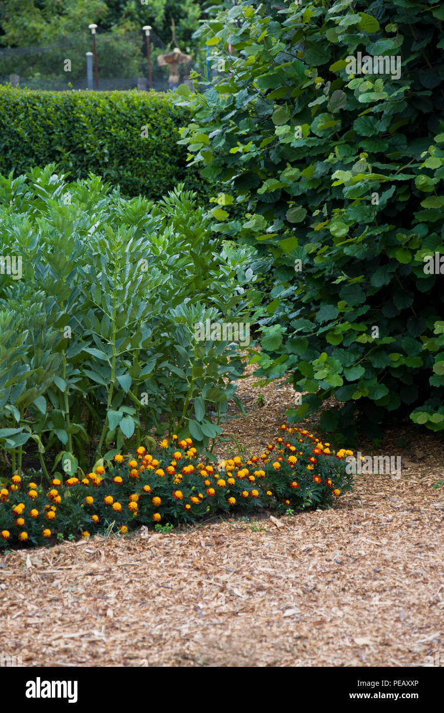 Le fave crescono su un riparto plot lungo con le calendule come un compagno di impianto, attirare insetti utili. Foto Stock