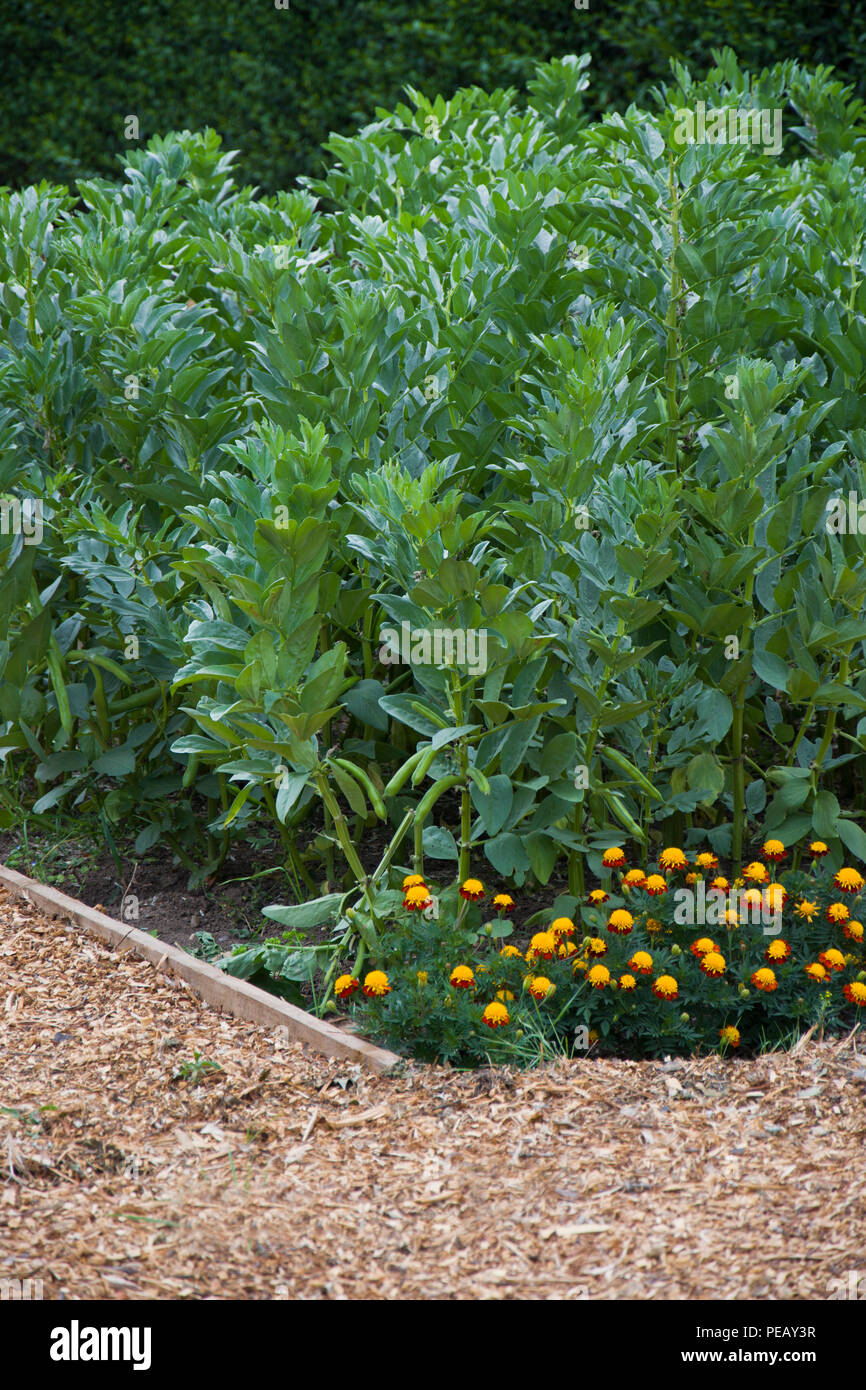 Le fave crescono su un riparto plot lungo con le calendule come un compagno di impianto, attirare insetti utili. Foto Stock