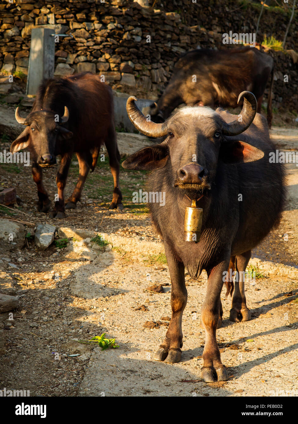 Bufali domestici a Tulla Kot villaggio in Tallas Des area, reso famoso da Jim Corbett nel suo libro Il Tempio tigri, Kumaon Hills, Uttarakhand, India Foto Stock