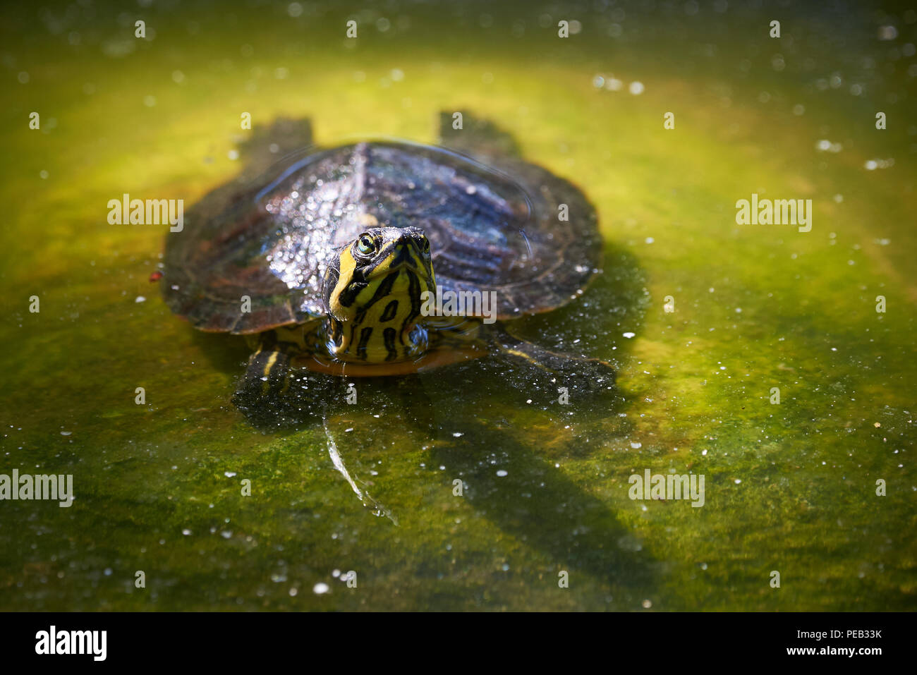 A becco giallo slider turtle (Trachemys scripta scripta) Foto Stock