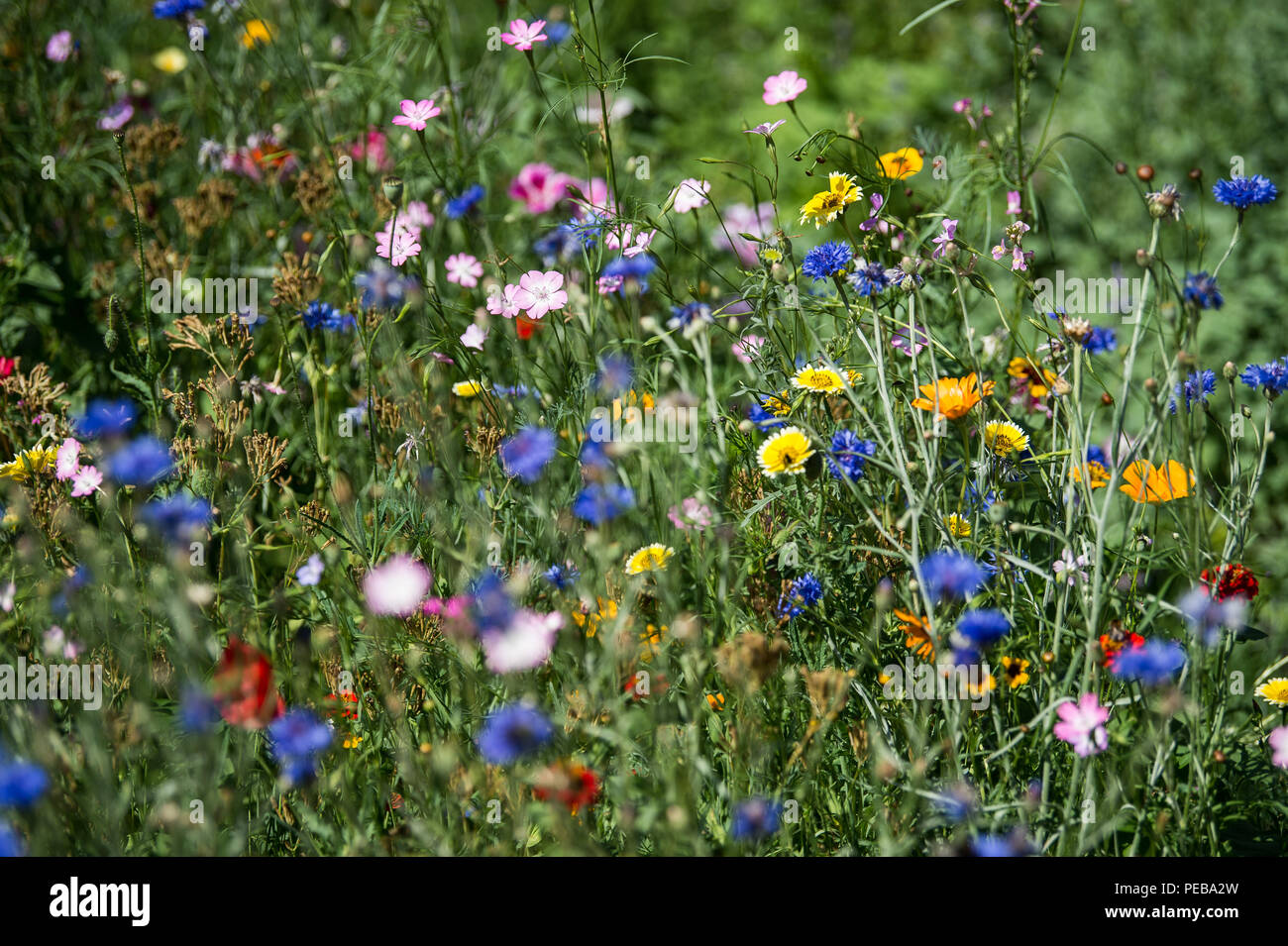 09 agosto 2018, Bad Schwalbach, Germania: vari fiori crescono sui terreni dell'Hessian Giardino di stato mostrano in Bad Schwalbach. Il giardino mostra è aperta al pubblico fino al 7 ottobre 2018. Foto: Sila Stein/dpa Foto Stock