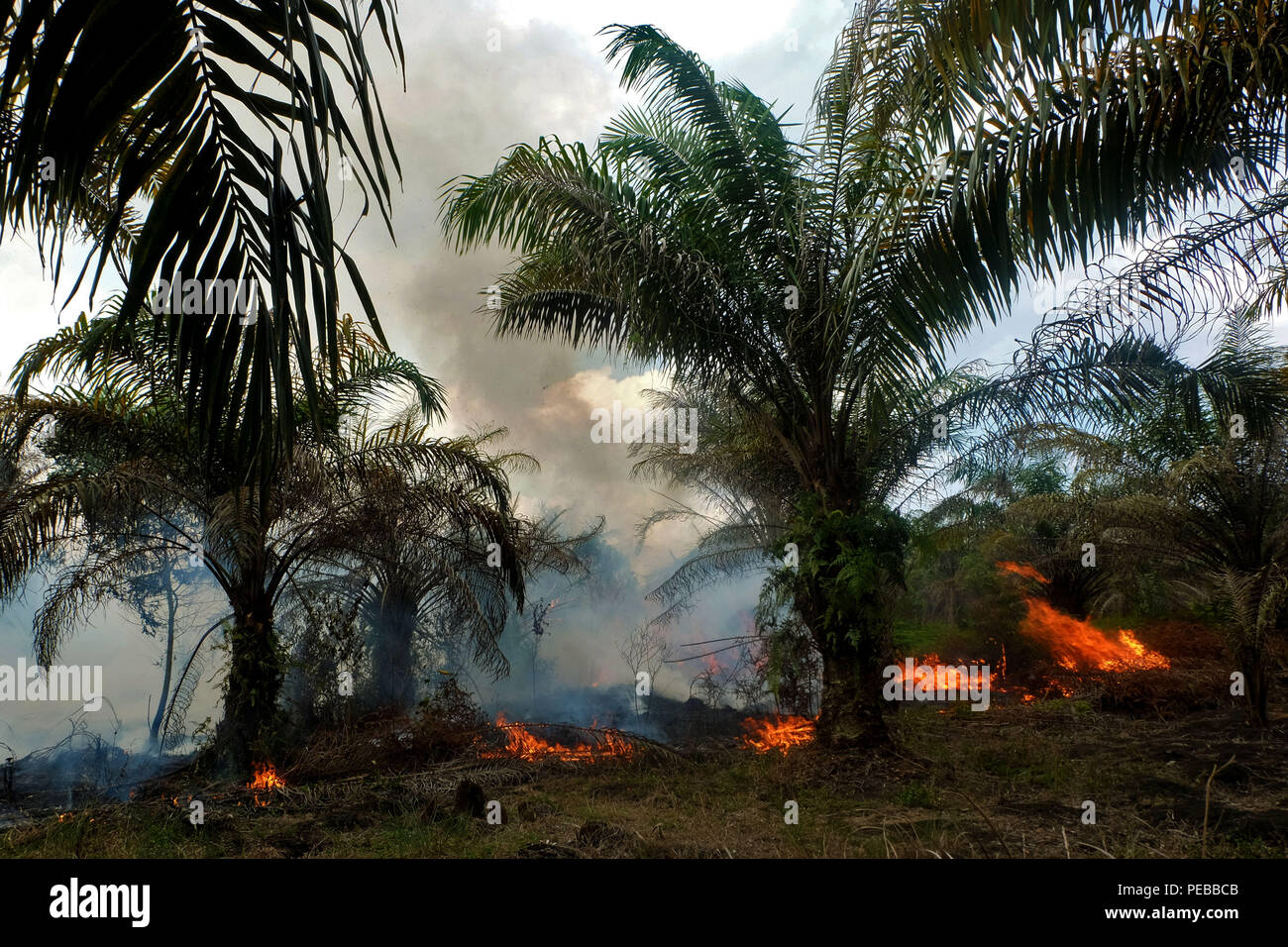 Pekanbaru, RIAU, Indonesia. 14 Ago, 2018. Peatland incendi visto sulla comunità-proprietà olio di palma di piantagioni in Pekanbaru, nella provincia di Riau, Indonesia il 14 agosto 2018. Avanti dei Giochi Asiatici evento su agosto 18, 2018, incendi forestali e del territorio in Sumatra, Indonesia continua si verifica a causa della stagione secca. Credito: Dedy Sutisna/ZUMA filo/Alamy Live News Foto Stock