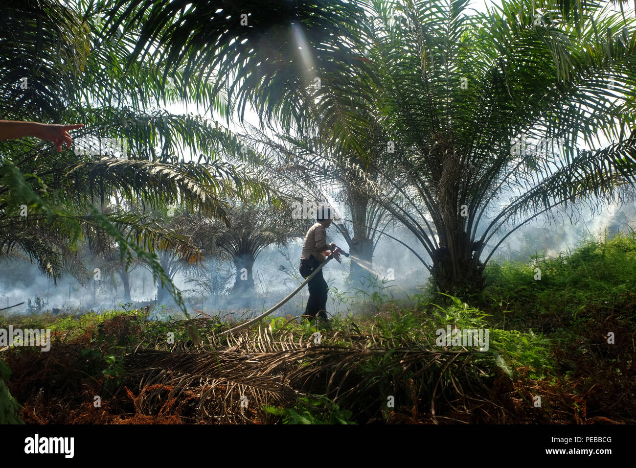 Pekanbaru, RIAU, Indonesia. 14 Ago, 2018. Peatland incendi visto sulla comunità-proprietà olio di palma di piantagioni in Pekanbaru, nella provincia di Riau, Indonesia il 14 agosto 2018. Avanti dei Giochi Asiatici evento su agosto 18, 2018, incendi forestali e del territorio in Sumatra, Indonesia continua si verifica a causa della stagione secca. Credito: Dedy Sutisna/ZUMA filo/Alamy Live News Foto Stock
