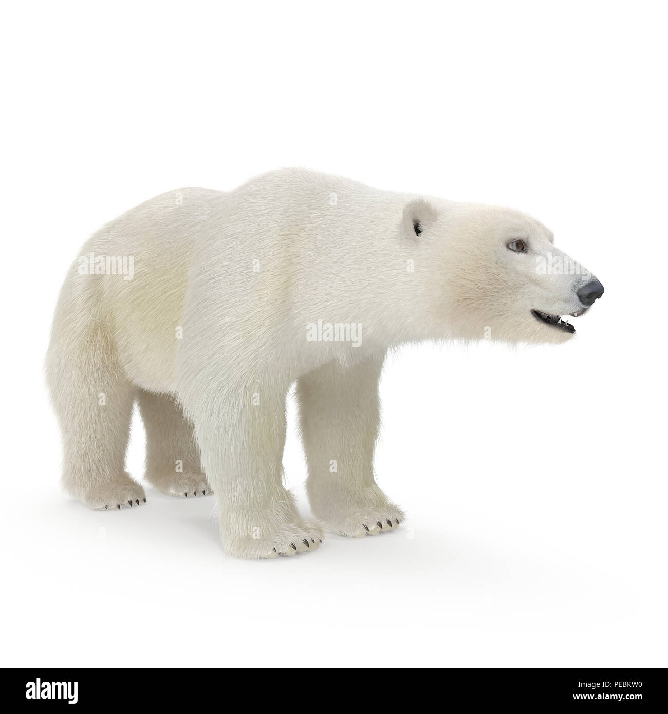 Grande maschio di Orso Polare su un bianco. 3D illustrazione Foto Stock