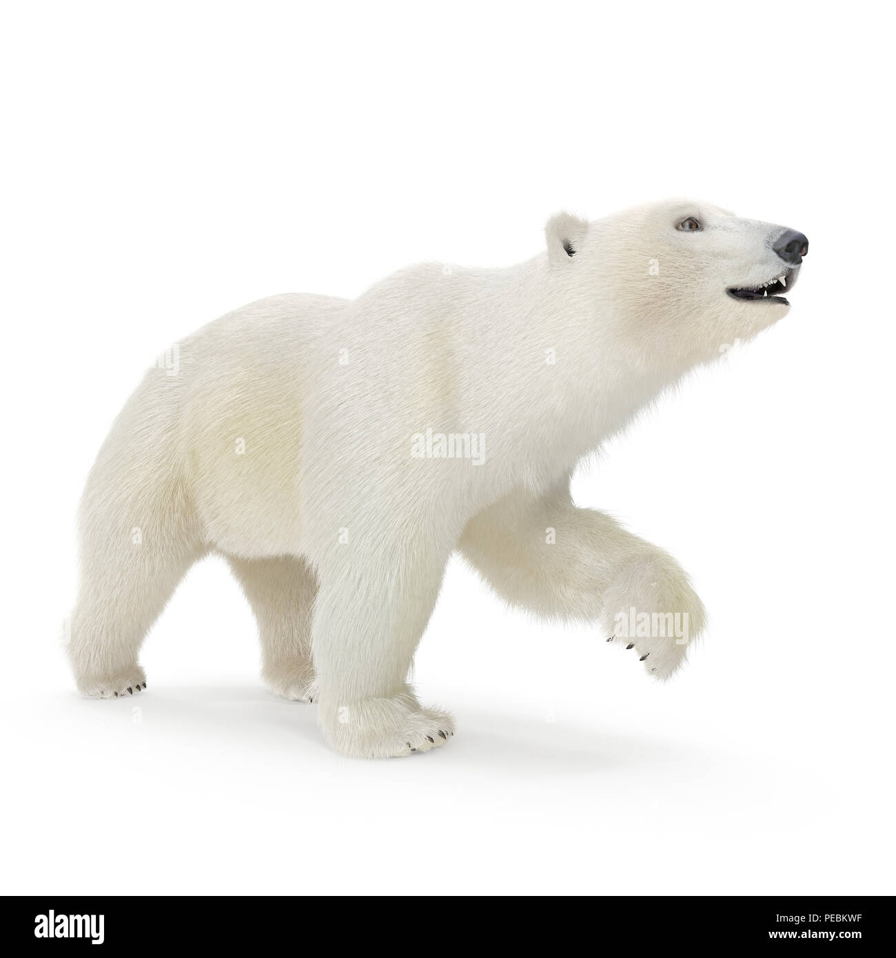 Grande maschio orso polare camminando su un bianco. 3D illustrazione Foto Stock