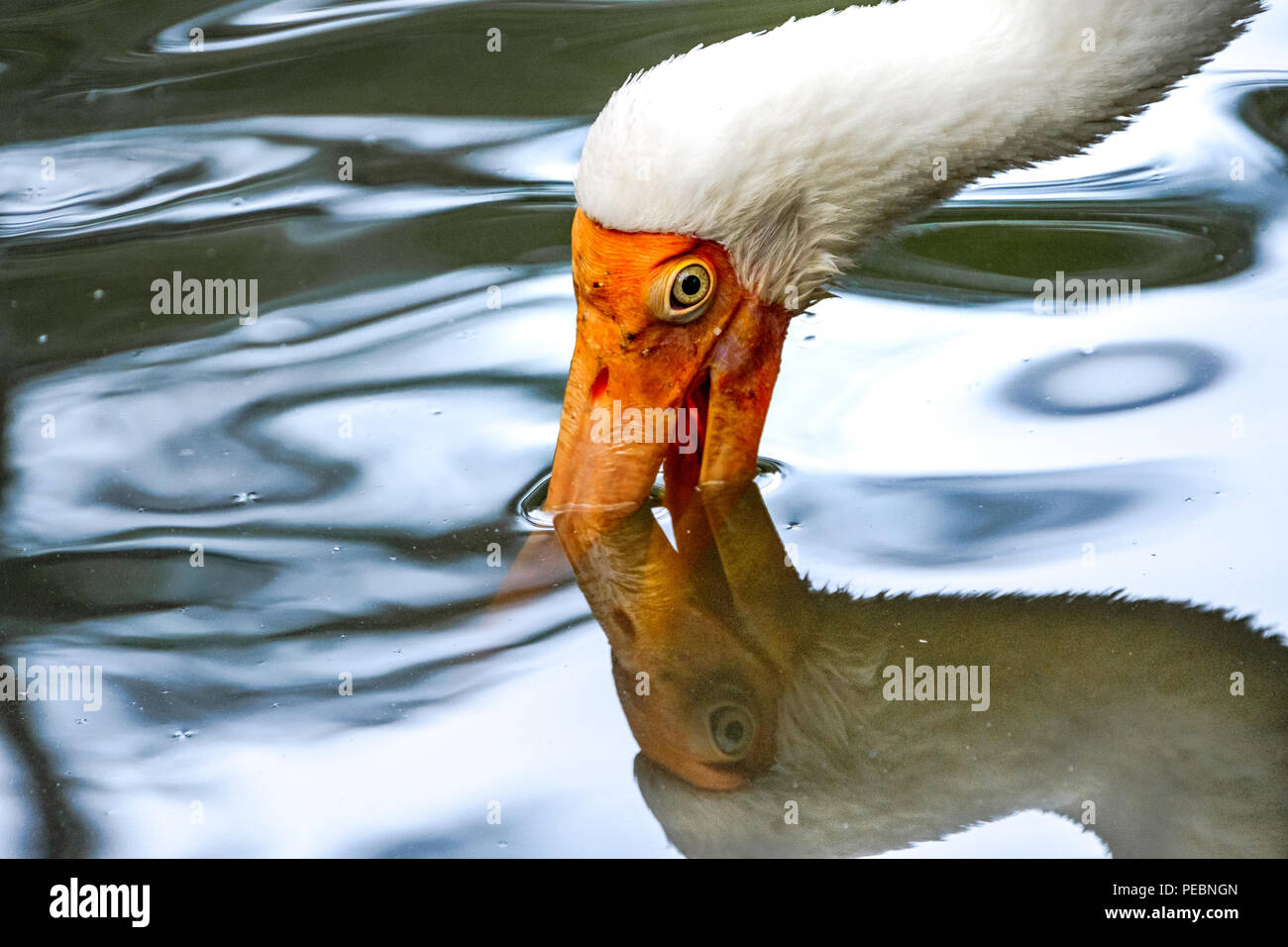 Cicogna lattea con il suo lungo becco arancione nell'acqua e la sua riflessione Foto Stock