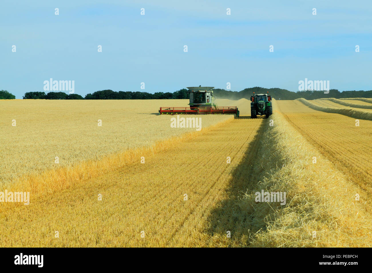 Orzo, campo, il raccolto, trincia semovente, macchina, Mietitrebbia Claas Lexion 760, l'agricoltura, il raccolto di mais, la mietitura Foto Stock