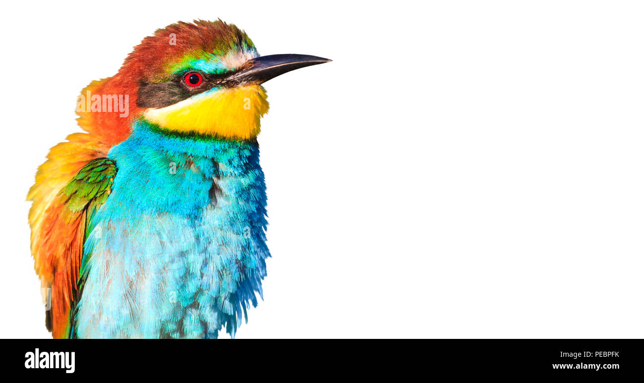 Uccelli esotici con piume grippaggio al di fuori del lato isolato su bianco Foto Stock
