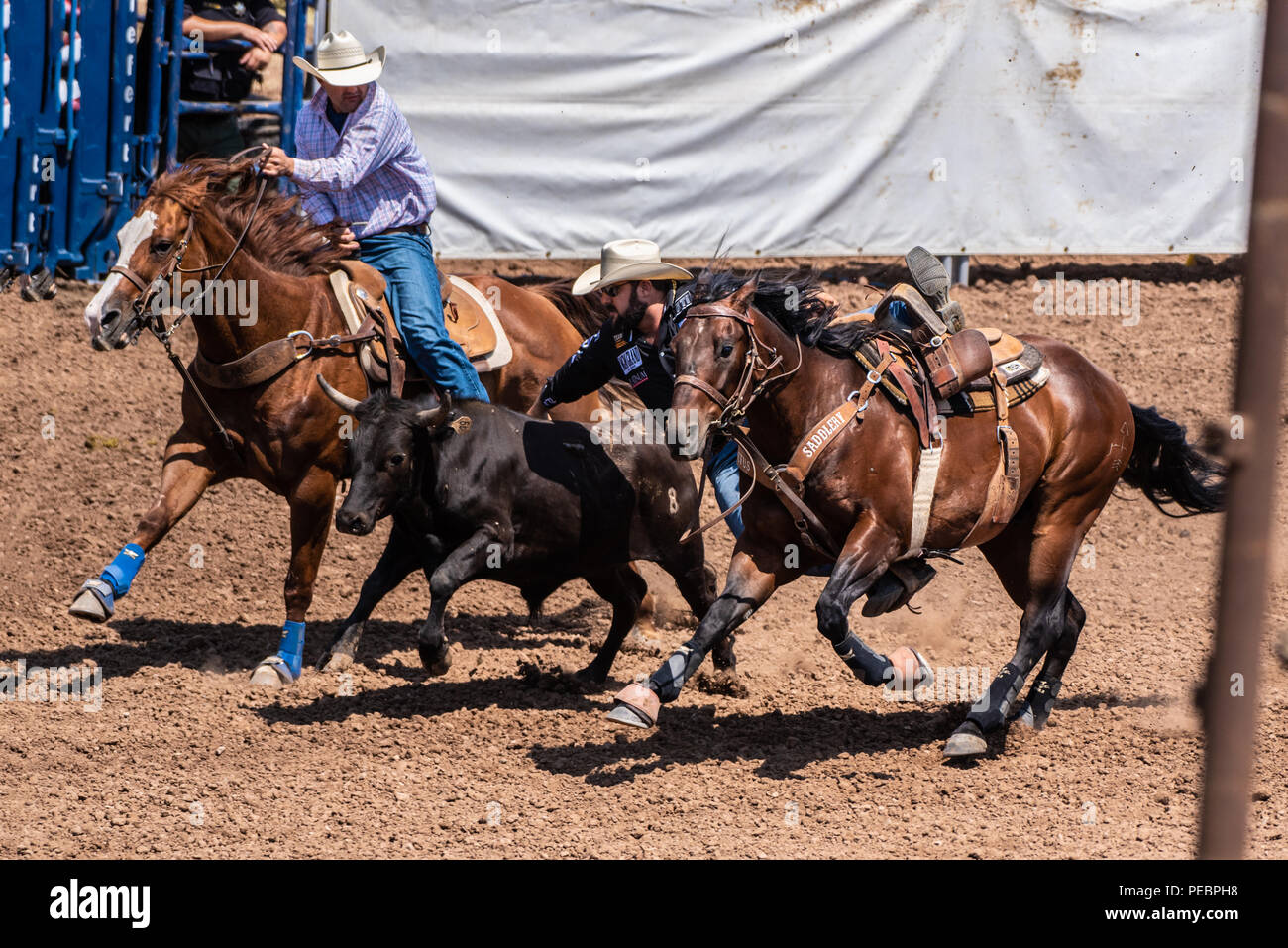 Cowboy salta da cavallo mentre competere nel bestiame wrestling concorrenza a Ventura County Fair su agosto 12, 2018 in California. Foto Stock