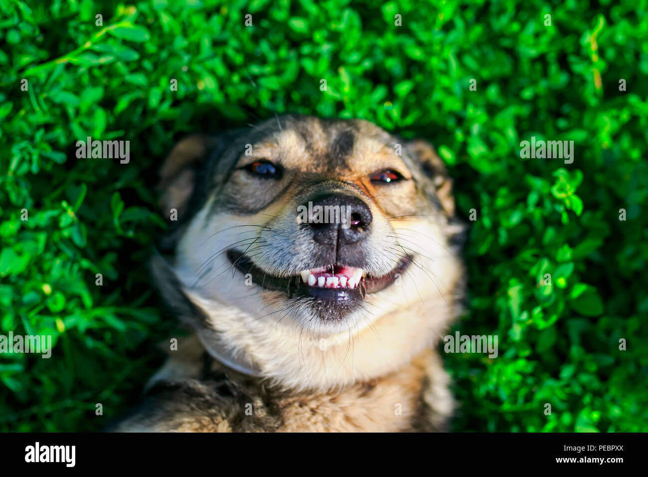 Bellissimo cane soddisfatti giacente sul lussureggiante verde erba in estate Park sorridente divertenti e godendosi il bel tempo e il sole Foto Stock