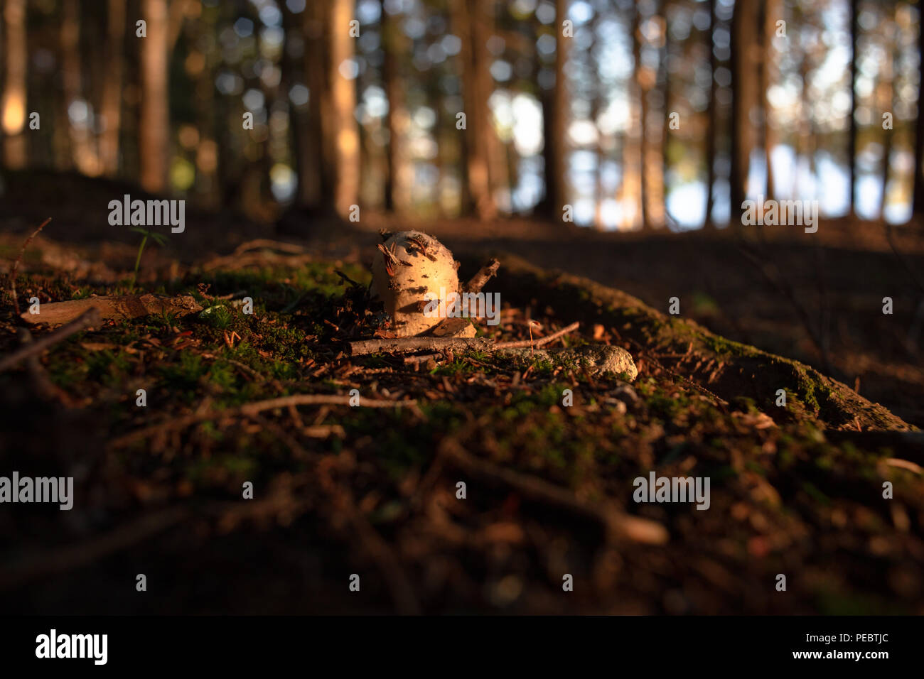Giovani in crescita di funghi nei boschi del Canada Foto Stock