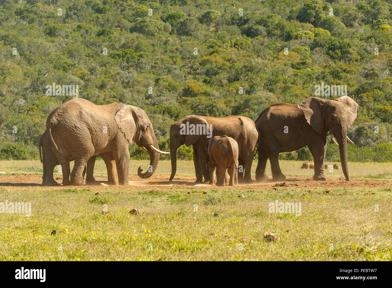 Famiglia di elefante raggrinzimento insieme alla diga nel campo Foto Stock
