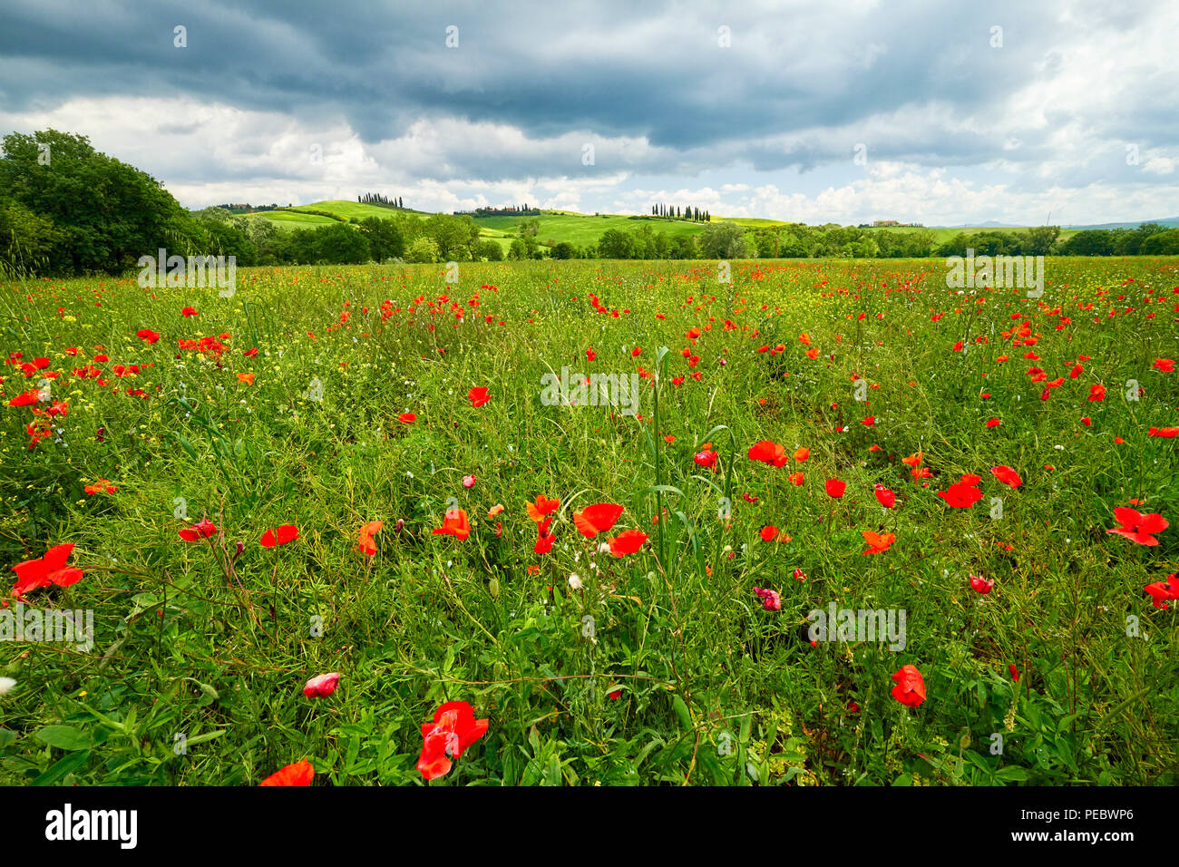 La molla prato pieno di papaveri, Pienza, Val d'Orcia, Toscana, Italia Foto Stock