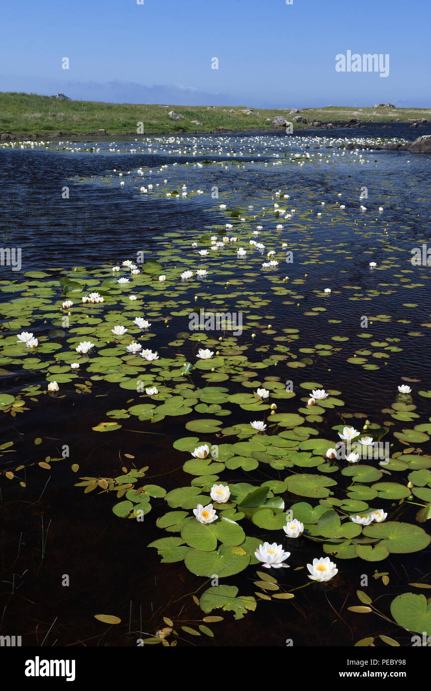 White water-lilies;Nymphaea alba;sud uist;Scozia Foto Stock