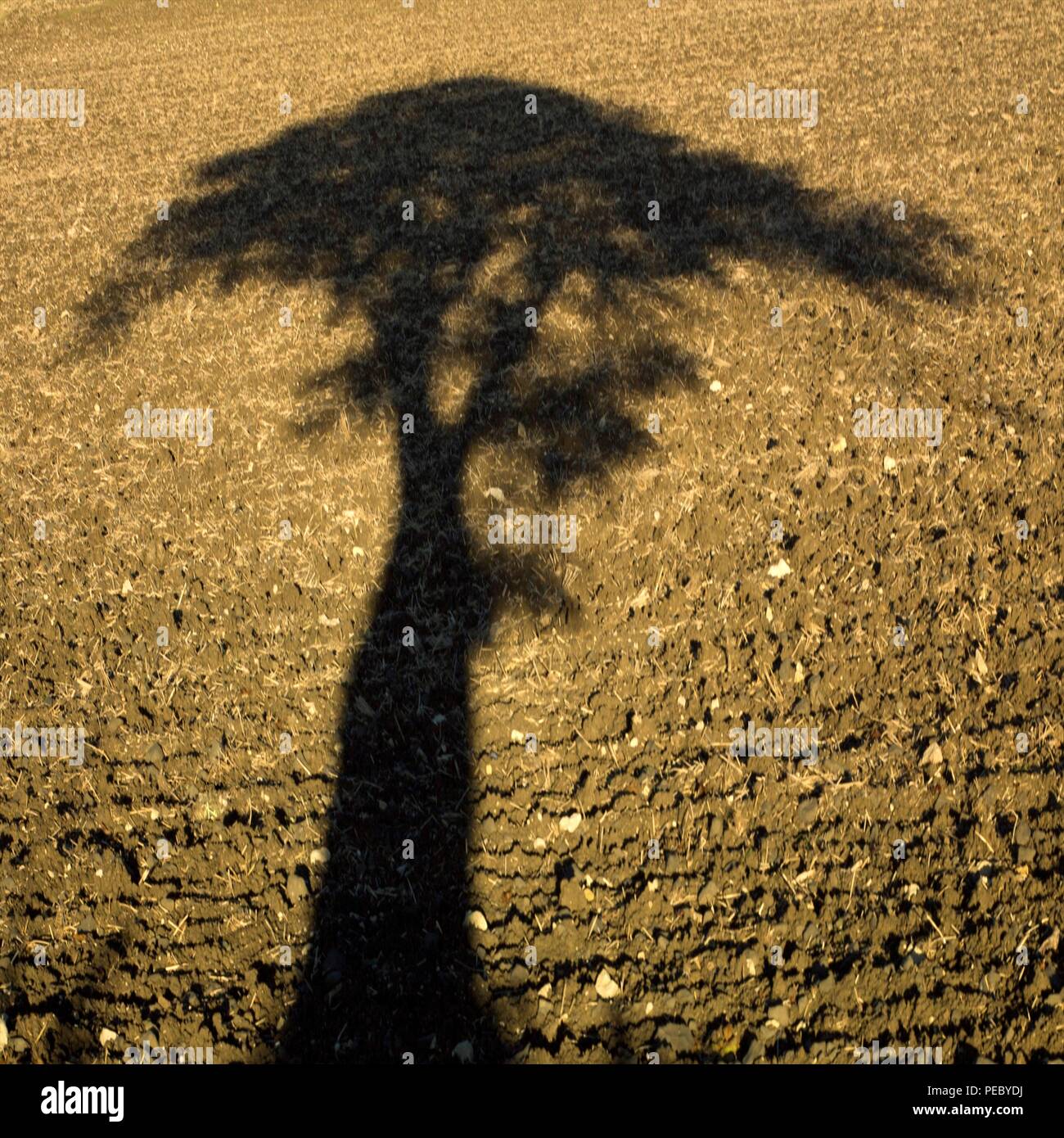 Ombra di un albero al tramonto in un campo arato, Auvergne Francia, Europa ombra di un albero al tramonto in un campo arato, Auvergne Francia, Europa Foto Stock
