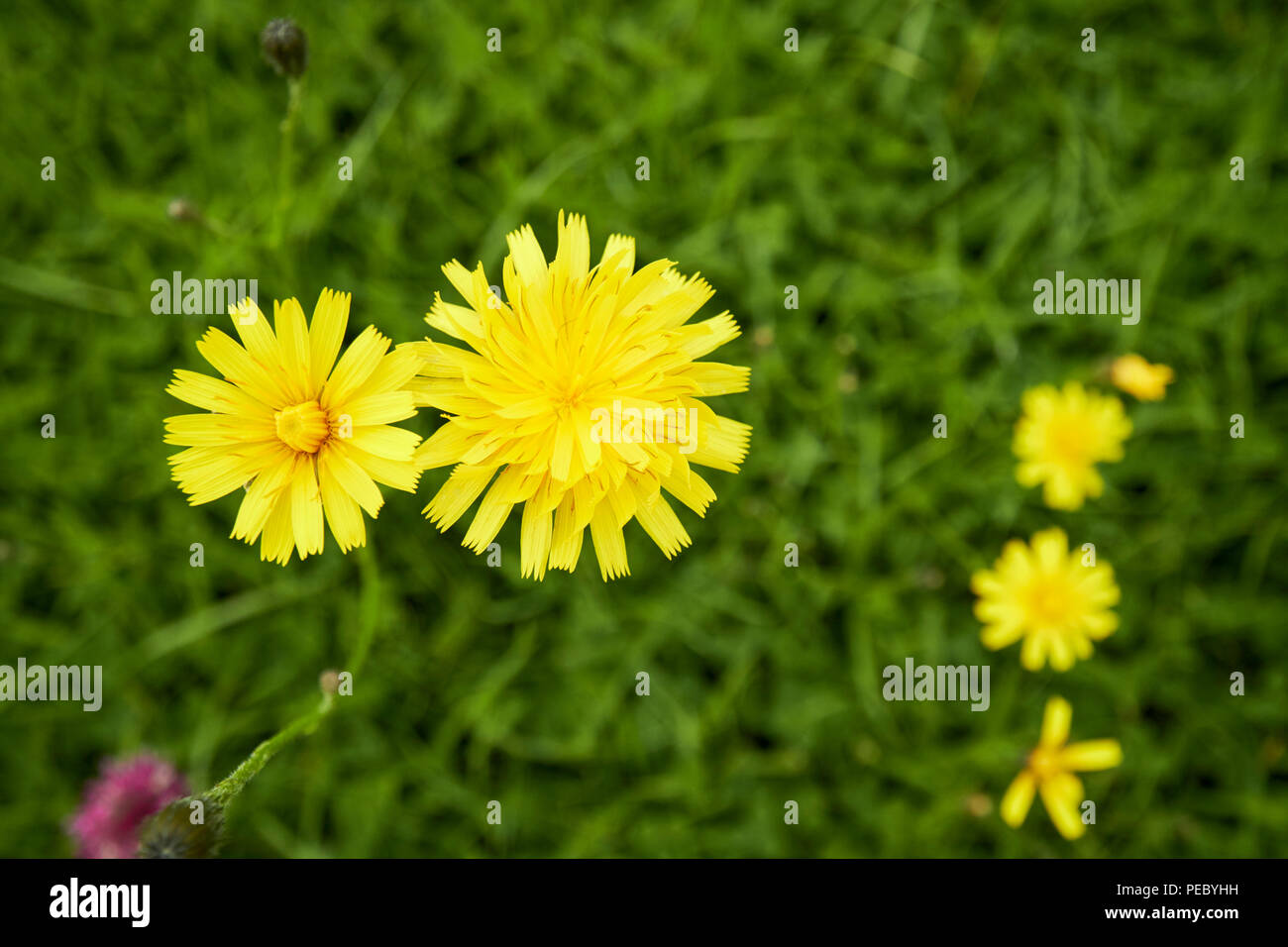 Gatti orecchio hypochaeris radicata giallo fiore selvatico che cresce in un campo in Irlanda Foto Stock
