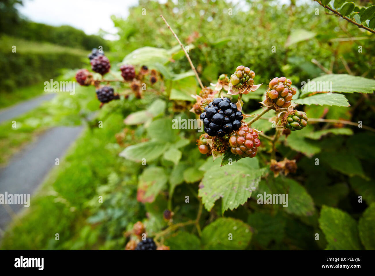 More di rovo che cresce in una siepe su un vicolo del paese in Irlanda Foto Stock