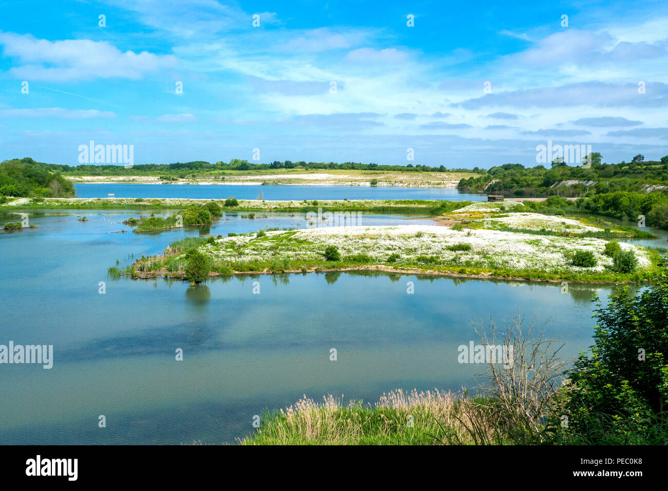 I fiori bianchi primaverili nel collegio di Lago in Tring, Buckinghamshire Foto Stock