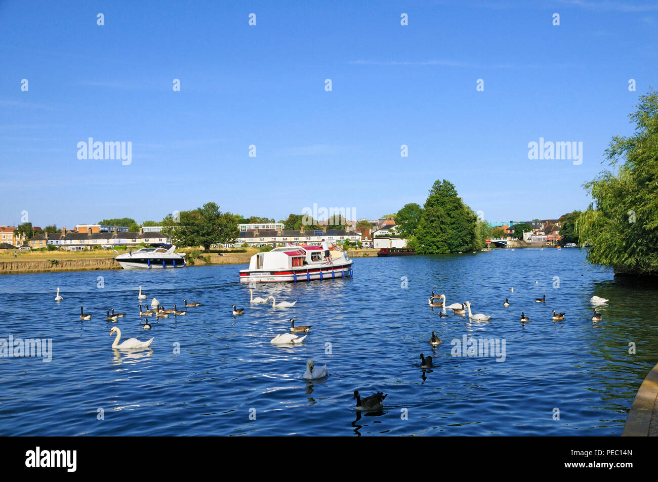 Piacere cruiser barca e quaglie sul Fiume Tamigi a Windsor, Berkshire, Inghilterra, Regno Unito Foto Stock