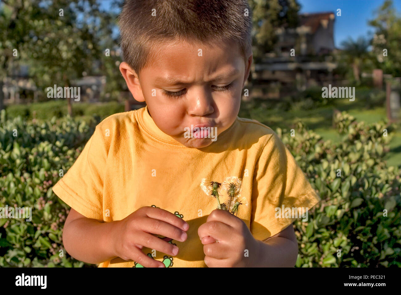 Giovane poco-3 anno vecchio ragazzo Hispanic-Caucasian bambino soffiando fluffy piantine fdandelion puff. California Stati Uniti © Myrleen Pearson ........Ferguson Cate Foto Stock